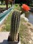 Preview: Echinopsis Hybr. orange/rot
